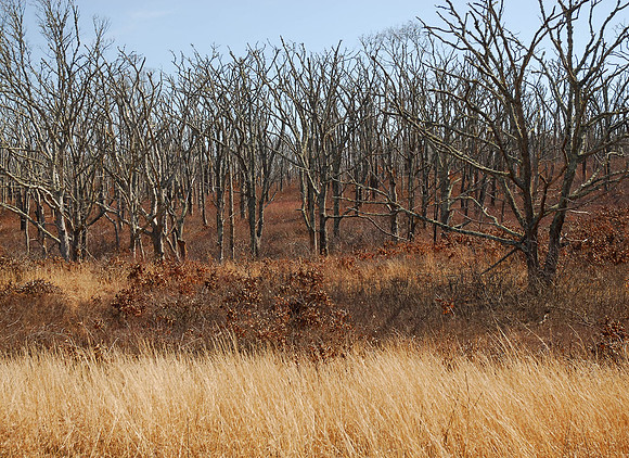 Woods Property