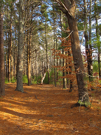 Old Holmes Road, West Tisbury