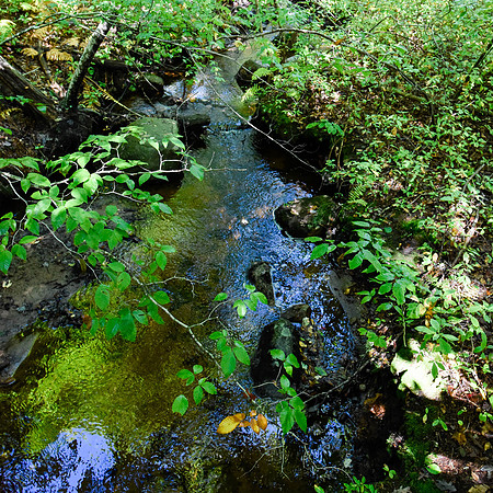 Fulling Mill Brook, Chilmark