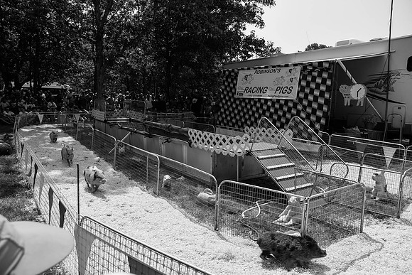 Racing Pigs 2: Black Pig takes the Lead!