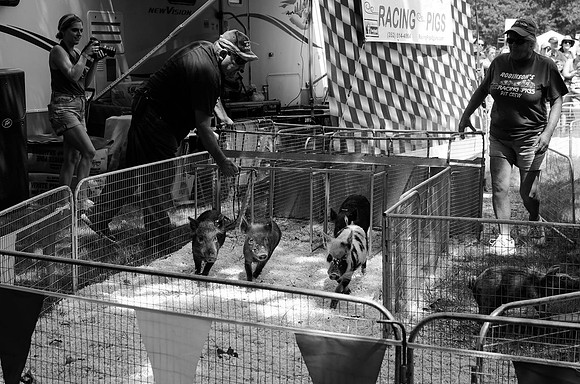 Racing Pigs 1: They're Off!