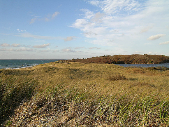 Cedar Tree Neck