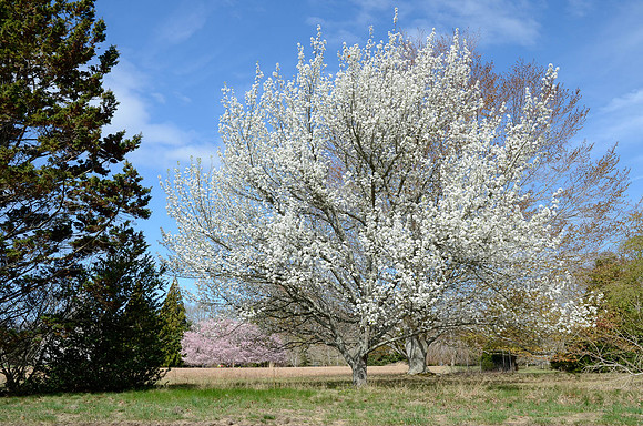 Polly Hill Arboretum, West Tisbury
